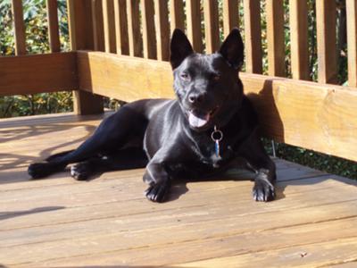 Our sweet Chelsea sunbathing on our deck