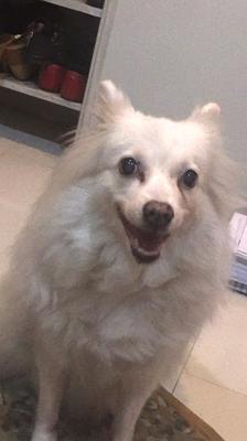 Queenie, Japanese Spitz