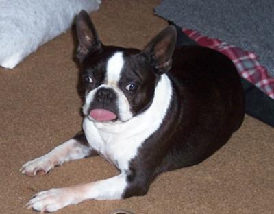 BoBo was rescued from a puppy mill. He was the love of my life for 3 1/2 years.