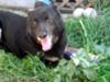 Spike, I Miss you My good old Boy R.I.P. 2004-July 27 2010