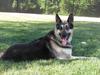 One proud German Shepherd