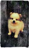 Kino, Cute Pomeranian