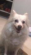 Queenie, Japanese Spitz