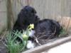 Gracie in the Daffodils