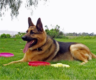 My Beautiful Boy Samson