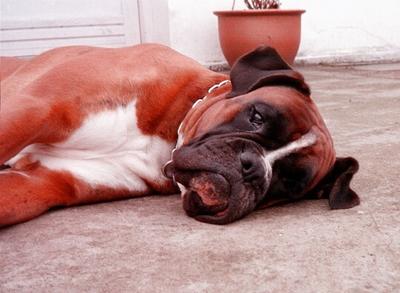 My Boxer Friend Buster