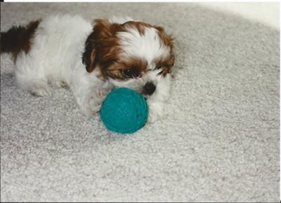 Roxy at 7 Weeks- June 1996