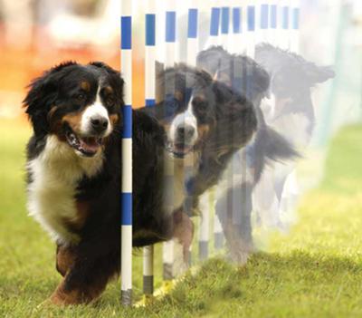 Billie Holidog doing Agility weave poles