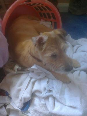  Milo Helping me with the washing