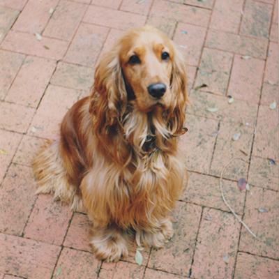 My beautiful boy Rosco