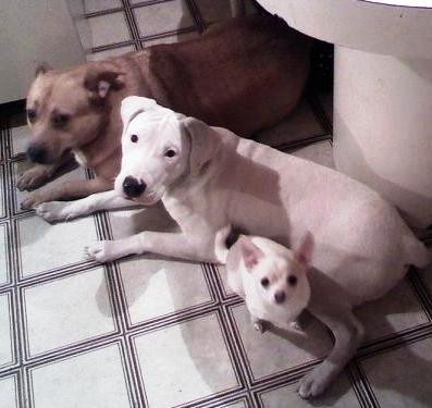 Momma (top), Whitey (middle), Tootsie (bottom)