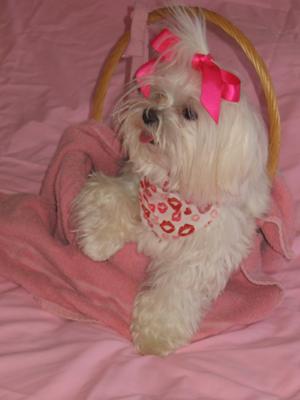 Basket of Love from Teddy to you all.