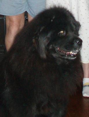 Little Bear Clark 2001-2014