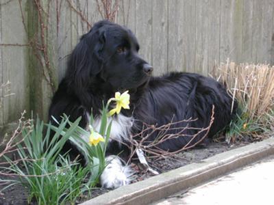 Gracie in the Daffodils