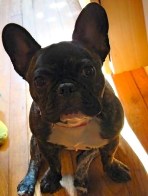 Gamine--the best little piglet ever