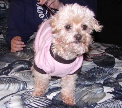 The indomitable Yoda