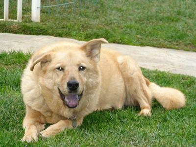 Zena the Pretty Girl